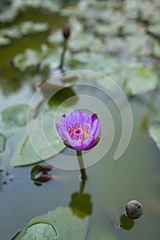 Water-lily star-shaped Star lotus on a pond.