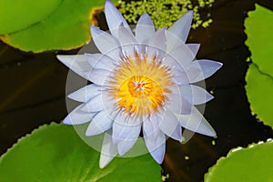 Water Lily surrounded by green llily pads
