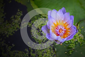 Water Lily surrounded by green llily pads