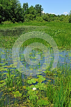 Water lily swamp