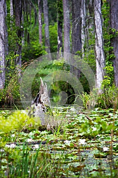 Water lily swamp