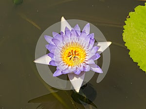 Water lily - Tra Vinh photo
