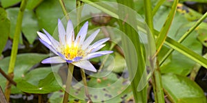 Water lily, Tropical Rainforest, Costa Rica