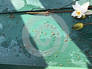 A water Lily on a turquoise, wet background on the bottom of the boat and streaks of shadow.  The flower is located in the corner