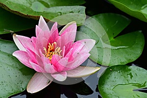 water lily very nice colorful garden flower from close in my garden