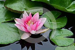 water lily very nice colorful garden flower in my pond from close in my garden