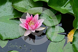 water lily very nice colorful garden flower in my pond from close in my garden