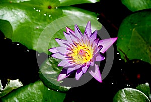 Water Lily at Victoria Falls Hotel, Zimbabwe, inner courtyard