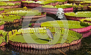 Water lily Victoria regia in Pamplemousses Botanical Garden Mauritius