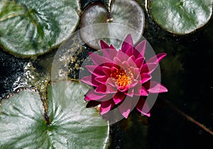 Water lily view from above