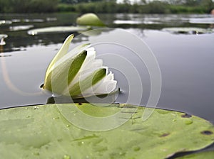 Water lily, water lily (Nymphaea)