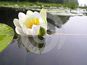 Water lily, water lily (Nymphaea)