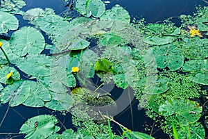 Water lily or water lily yellow Nuphar lutea aquatic plant in the pond