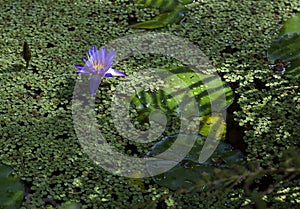 Water lilies in Vero Beach photo