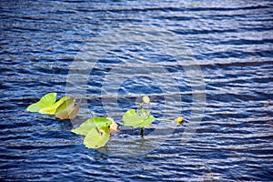 Water lily in the wetlands in Everglades, Florida