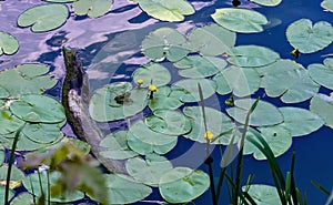 Water lily with yellow flowers on a pond and a green frog