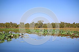 Water Lily at Yellow Water Billabong