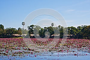 Water lilyes on the lake in Siam Reap