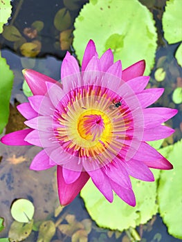 Water lilyNymphaeaceae lotus flower and bee beautiful blooming.