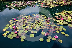 Water Lilys and Lily Pads