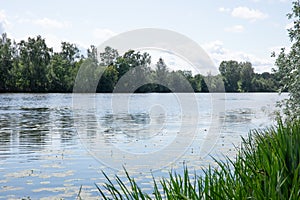 Water Lilys in a pond of a city park