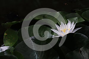 Water lilyï¼ˆNymphaea L.ï¼‰