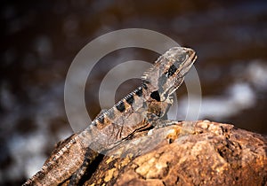 Water lizard sunning itself next to river in Ballina NSW Australia