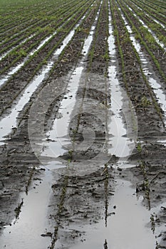 Water logged furrows in the field