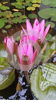 Water lotus