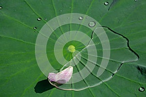 water on a lotus lea