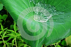 Water on a lotus leaf.