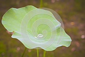 Water on a lotus leaf