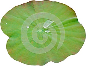 Water on lotus leaf isolated on white background. Clipping path Include