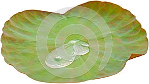 Water on lotus leaf isolated on white background. Clipping path Include