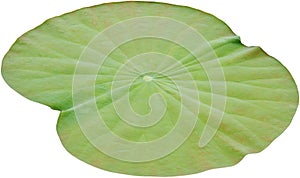 Water on lotus leaf isolated on white background. Clipping path Include