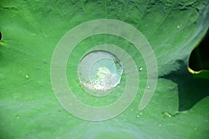 Water on a lotus leaf rolling