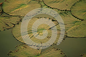 Water Lotus Leaf in Toba Lake Surface, North Sumatra, Indonesia