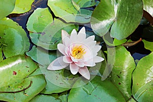 Water Lotus Pads