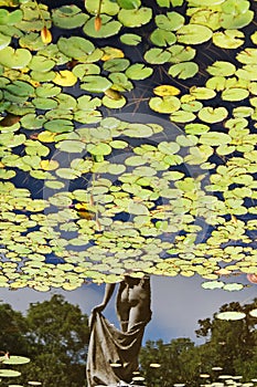 Water Lotus Pads and the Reflection of a Beautiful Statue