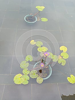 The Water Lotus plant plays an important role in the water ecosystem and can beautify the appearance of the fish pond.