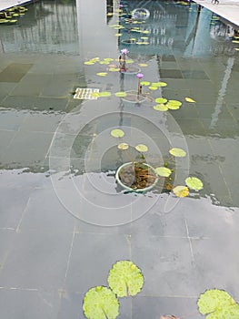 The Water Lotus plant plays an important role in the water ecosystem and can beautify the appearance of the fish pond.