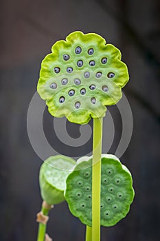 Water lotus seed pods