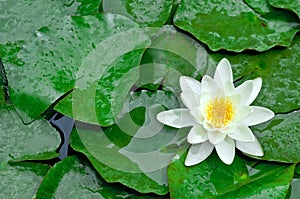 Water lotus wallpaper