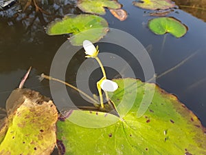 Water lotus white flower.green leaf plant