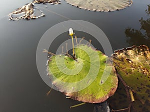 Water lotus white flower.green leaf plant