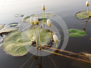 Water lotus white flower.green leaf plant