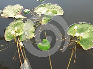 Water lotus white flower.green leaf plant