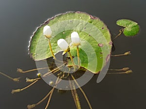 Water lotus white flower.green leaf plant