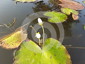 Water lotus white flower.green leaf plant