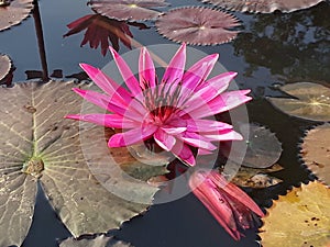 Water lotus white flower.green leaf plant